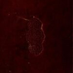 تحميل كتاب الإتقان في علوم القرآن PDF العلامة السيوطي