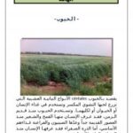 تحميل كتاب الحبوب PDF أسامة أبو النجا