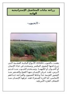 تحميل كتاب الحبوب PDF أسامة أبو النجا